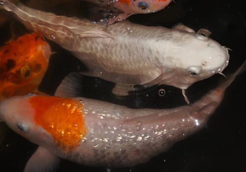 买回家的锦鲤鱼苗如何喂食?和什么鱼可以混养