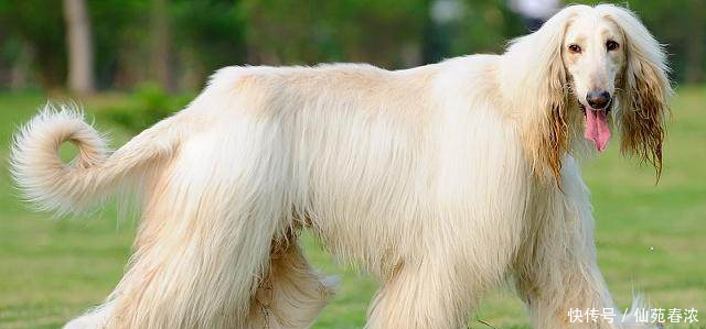 什么狗狩猎最好世界优秀猎犬十大排名!