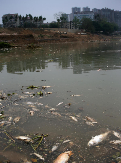 广西邕江江湾聚集大量死鱼 原因暂不明