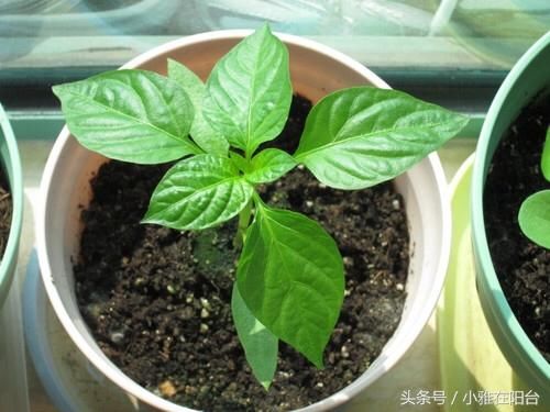 7,甜椒,和朝天椒的种植方法一样的,也是比较简单的.