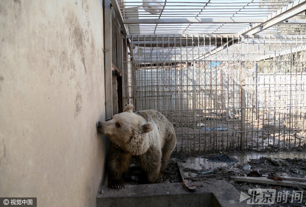 伊拉克因战事废弃动物园 饥饿狮子瘦成皮包骨