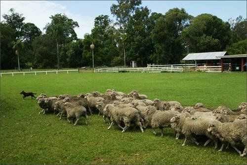 英国罪犯流放地,犯人后代建立国家,澳大利亚是