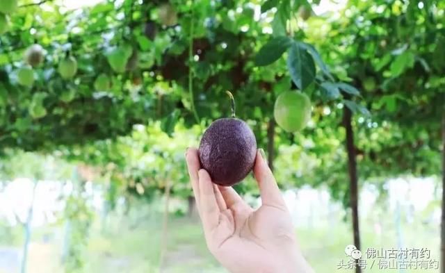 寻味古村无花果、火龙果、黄皮,佛山鲜甜水果