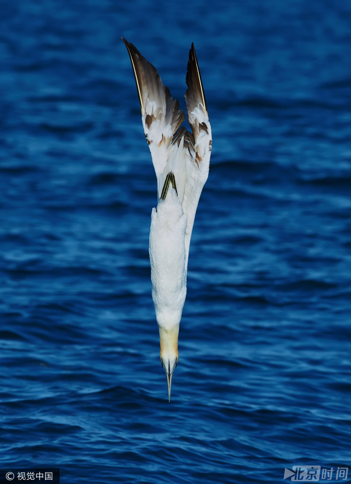 壮观!海鸟塘鹅高速垂直俯冲入水捕食 时速达60英里