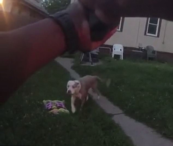 美警察调查入室盗窃竟故意枪击房主两爱犬 美警察调查入室盗窃竟故意枪击房主两爱犬