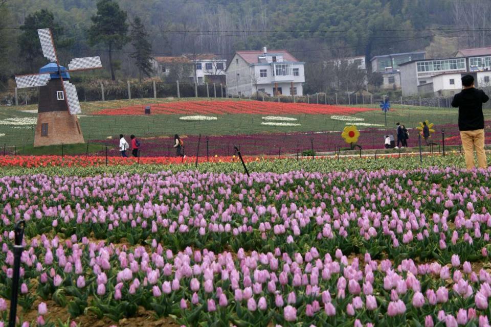 河南西九华山花千谷百万郁金香竞相盛放 笑迎八方游客!