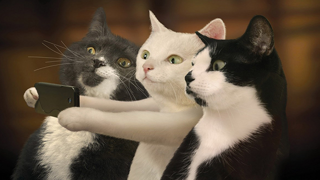 《财富故事》猫咪物语