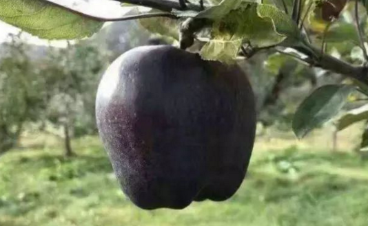 老汉种了一片黑苹果树,几年都未开花结果,8年
