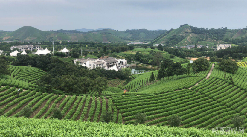 【初心在身边 红船驶进新时代】浙江安吉黄杜村:一片叶子,富了一方百姓 【初心在身边 红船驶进新时代】浙江安吉黄杜村:一片叶子,富了一方百姓