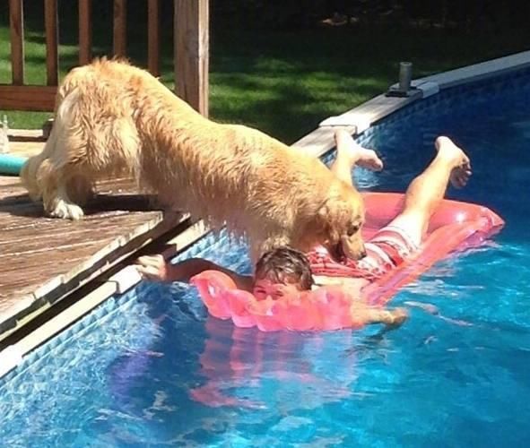 主人把大金毛带进泳地,下一秒网友笑喷了-北京