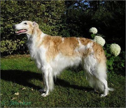 盘点世界五大傻狗,二哈毫无疑问,最后一个出人