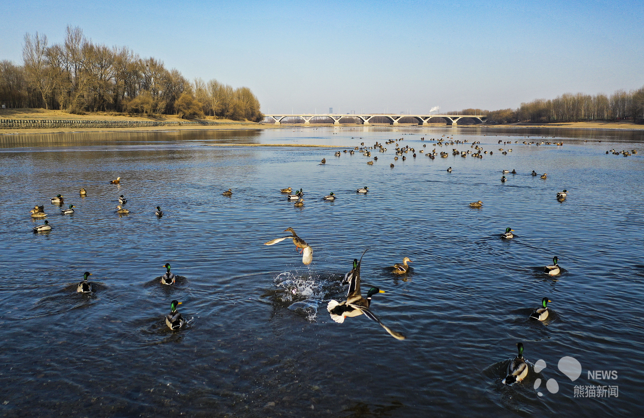 沈阳:浑河河水清澈 引大批野鸭子嬉戏越冬