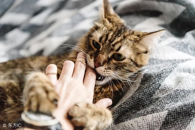 为什么摸得猫咪打呼噜,它瘸转头咬你一口?