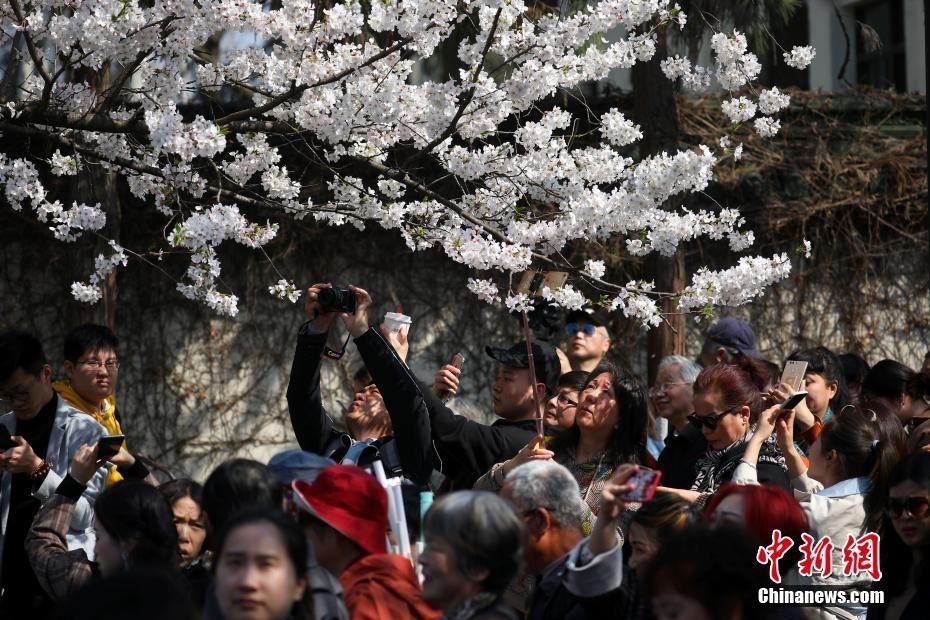 3月25日，游客在南京鸡鸣古刹门前的樱花大道上赏花拍照。近日，南京鸡鸣寺路两旁的樱花进入盛花期，吸引众多游人前来赏花。中新社记者泱波摄