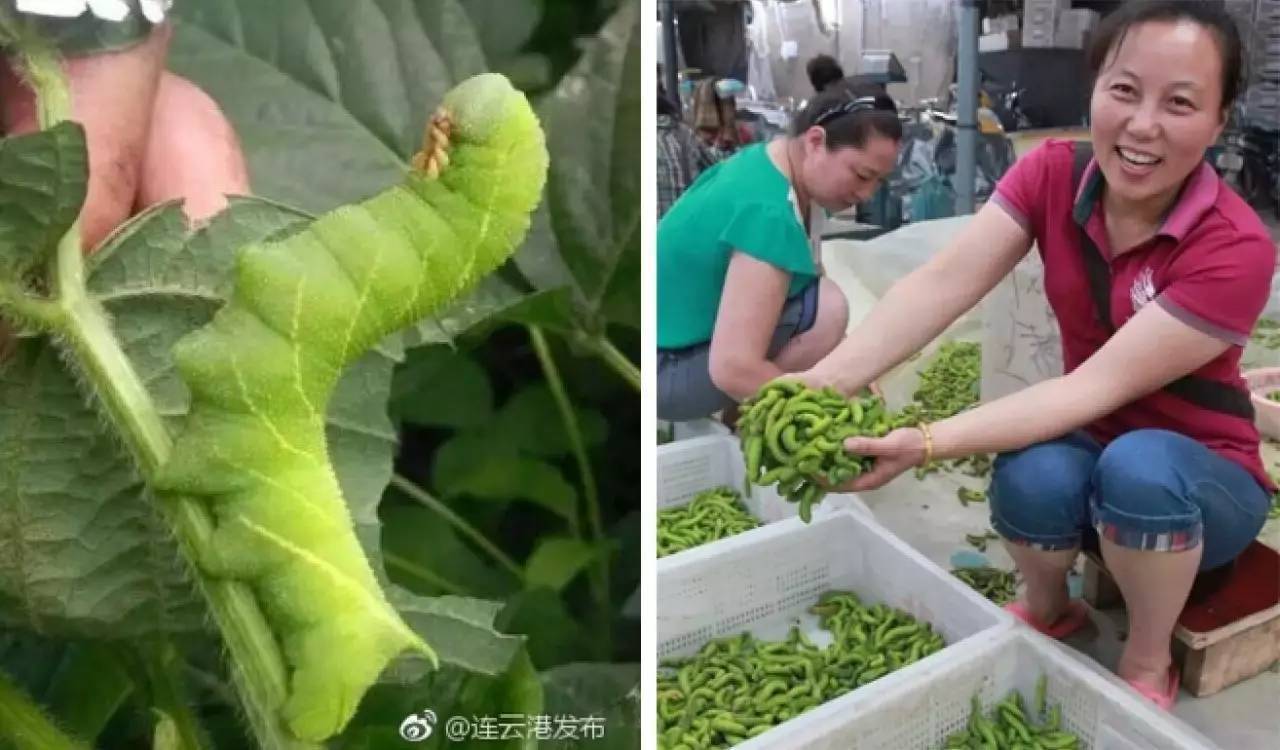 比小龙虾还贵十倍的胖青虫据说都吃疯了 比小龙虾还贵十倍的胖青虫据说都吃疯了