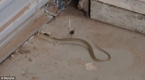 小蜘蛛织网捕蛇:这成果太惊人