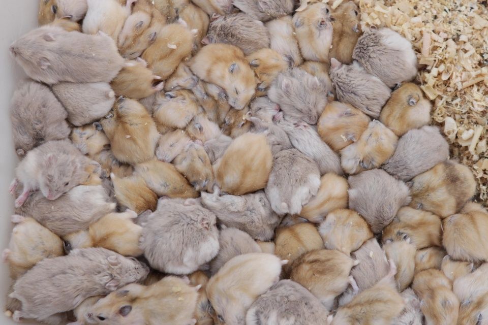 仓鼠受美少女追捧,摊主日售100多只,大妈:家里的老鼠咋办?