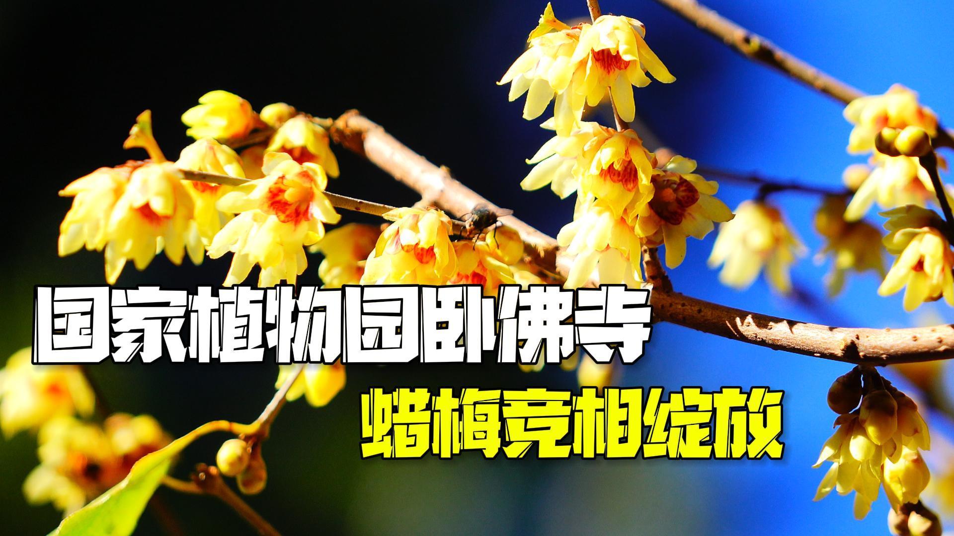 冬日限定！快来国家植物园卧佛寺看蜡梅绽放