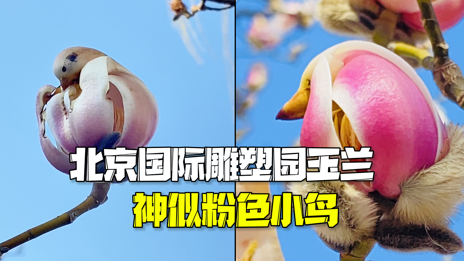 太可爱啦！北京国际雕塑园玉兰含苞待放恰似粉色小鸟