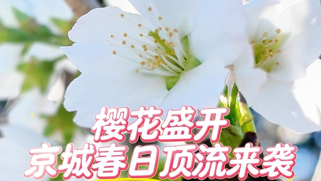 花开京城万物新 | 樱花盛开,京城春日顶流来袭 花开京城万物新 | 樱花盛开,京城春日顶流来袭