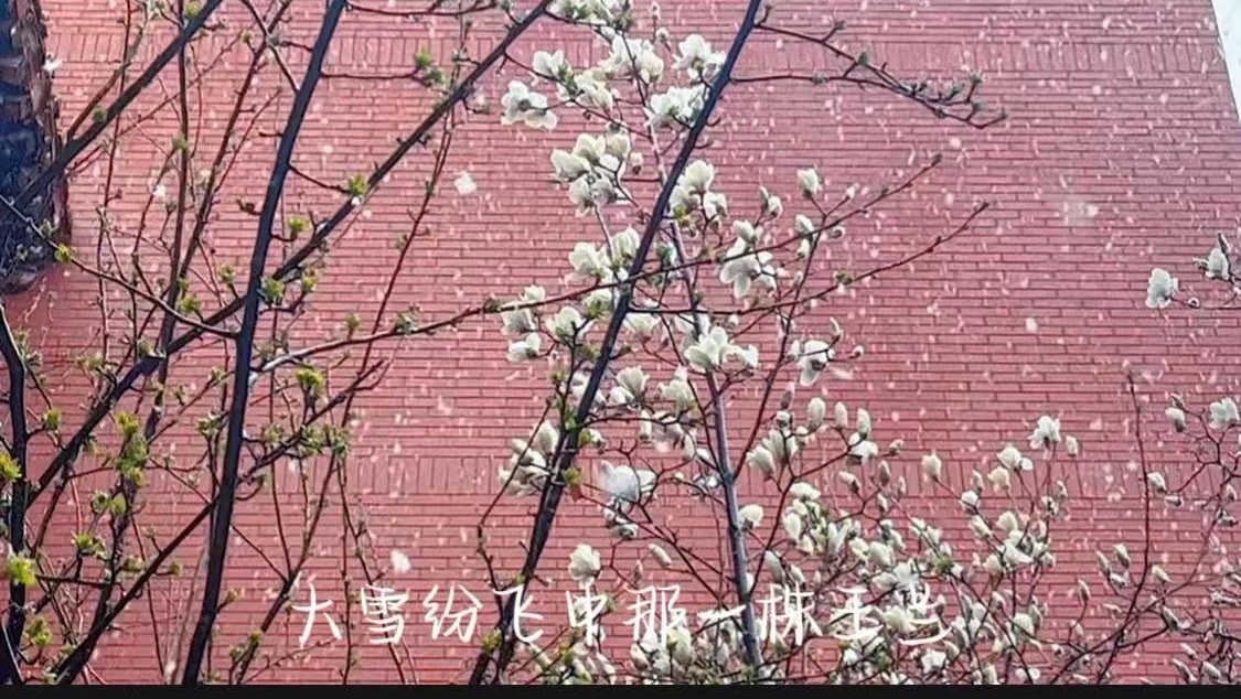 3月，玉兰花在雪中俏