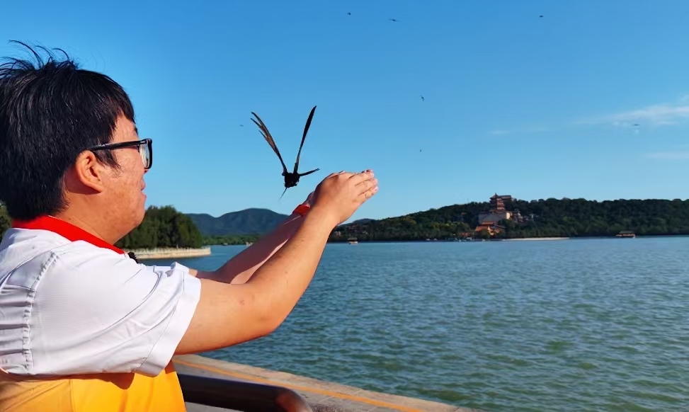 北京雨燕完成“年度体检”:107只“城市精灵”获生态“身份证” 北京雨燕完成“年度体检”:107只“城市精灵”获生态“身份证”