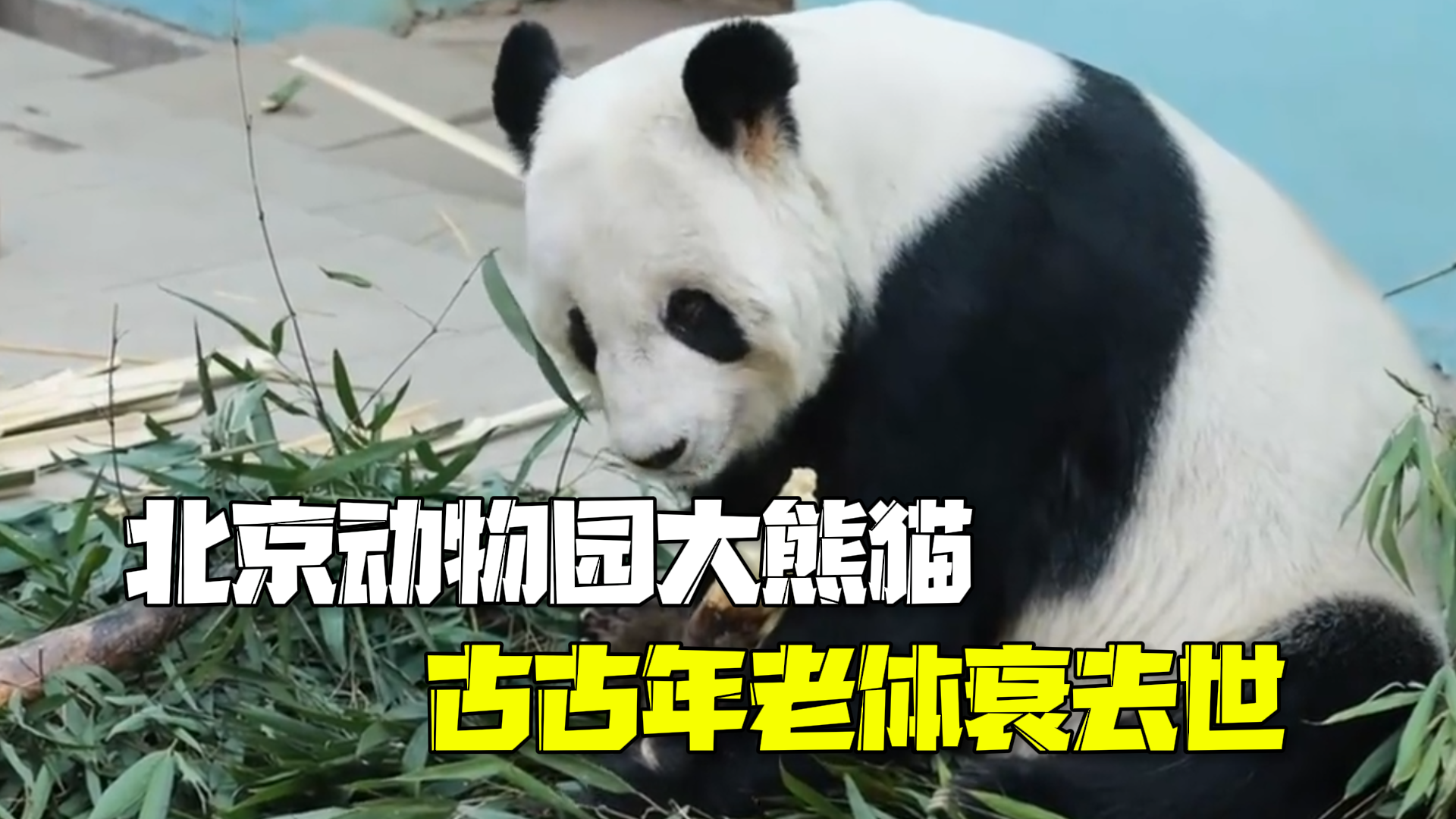 25岁零4个月!北京动物园大熊猫“古古”年老体衰去世 25岁零4个月!北京动物园大熊猫“古古”年老体衰去世
