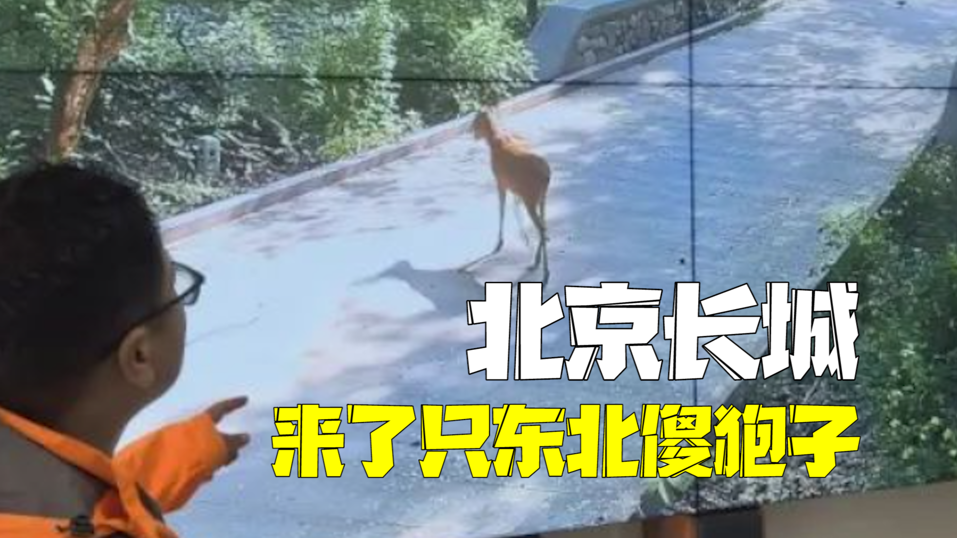 北京长城来了只东北傻狍子！迈着小短腿四处溜达悠然自得