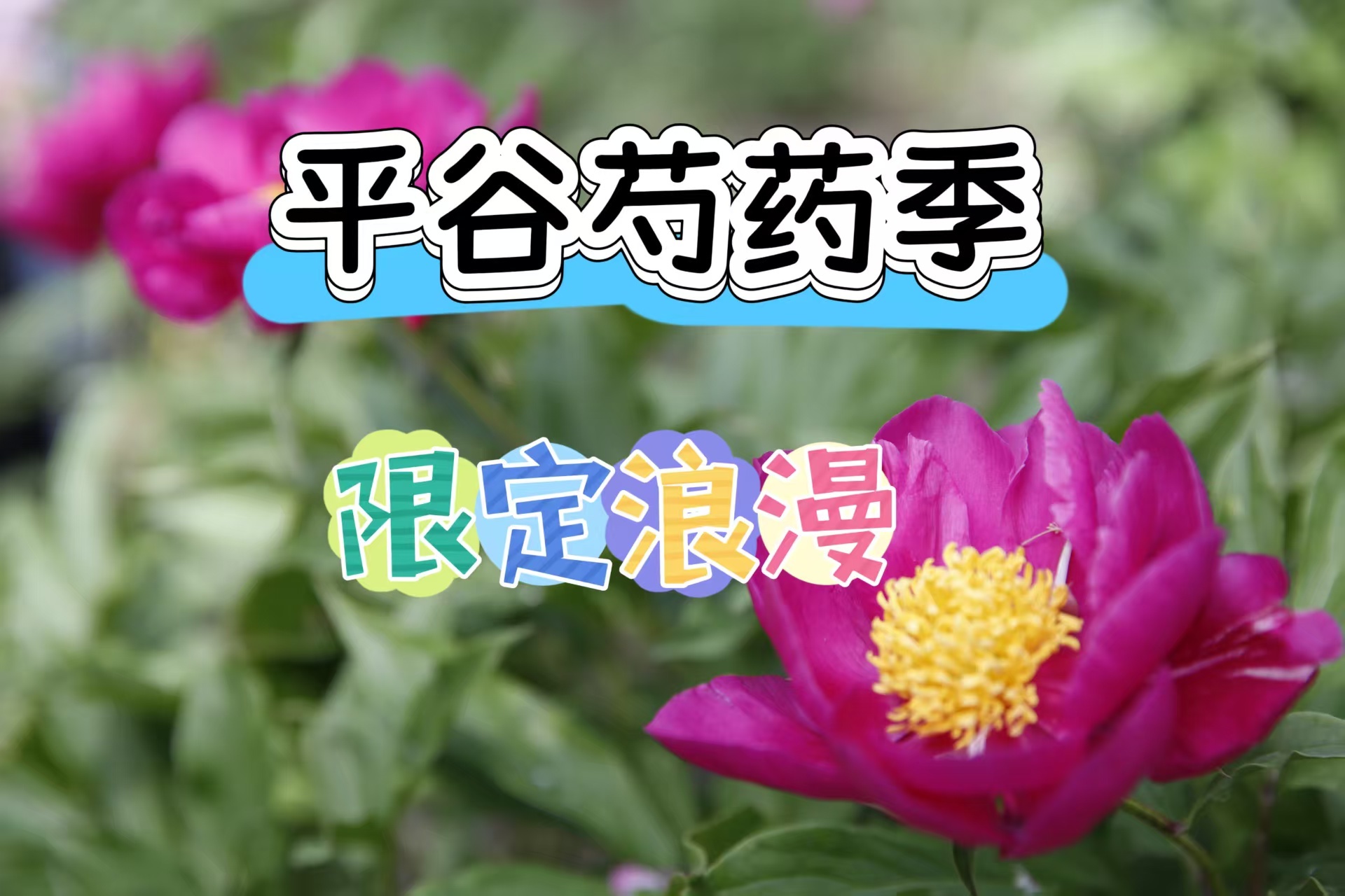 五一后别EMO！北京这片宝藏花海藏不住了