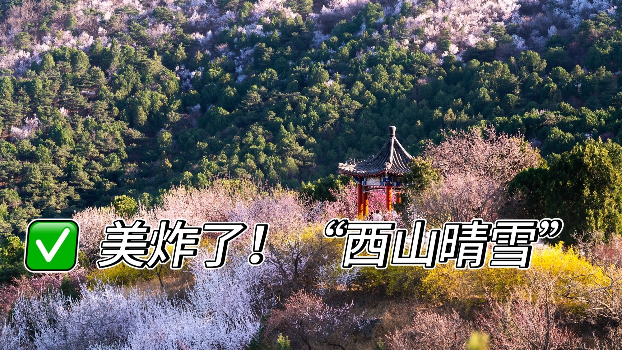 美炸了！“西山晴雪”三月现