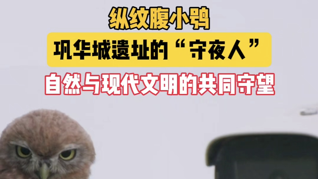 巩华城的特殊守夜人-纵纹腹小鸮