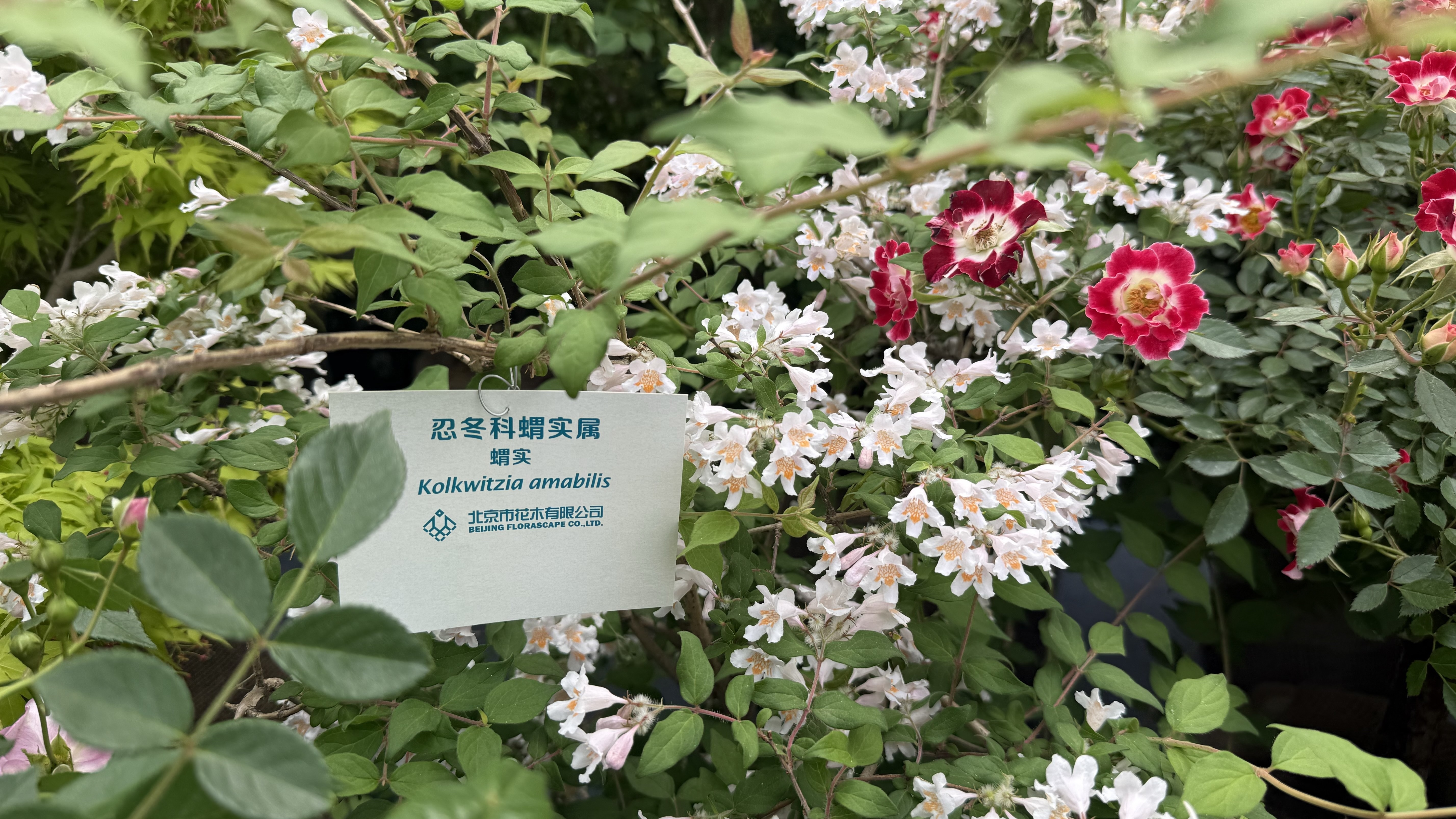 北京自主培育新品植物集中亮相 北京自主培育新品植物集中亮相