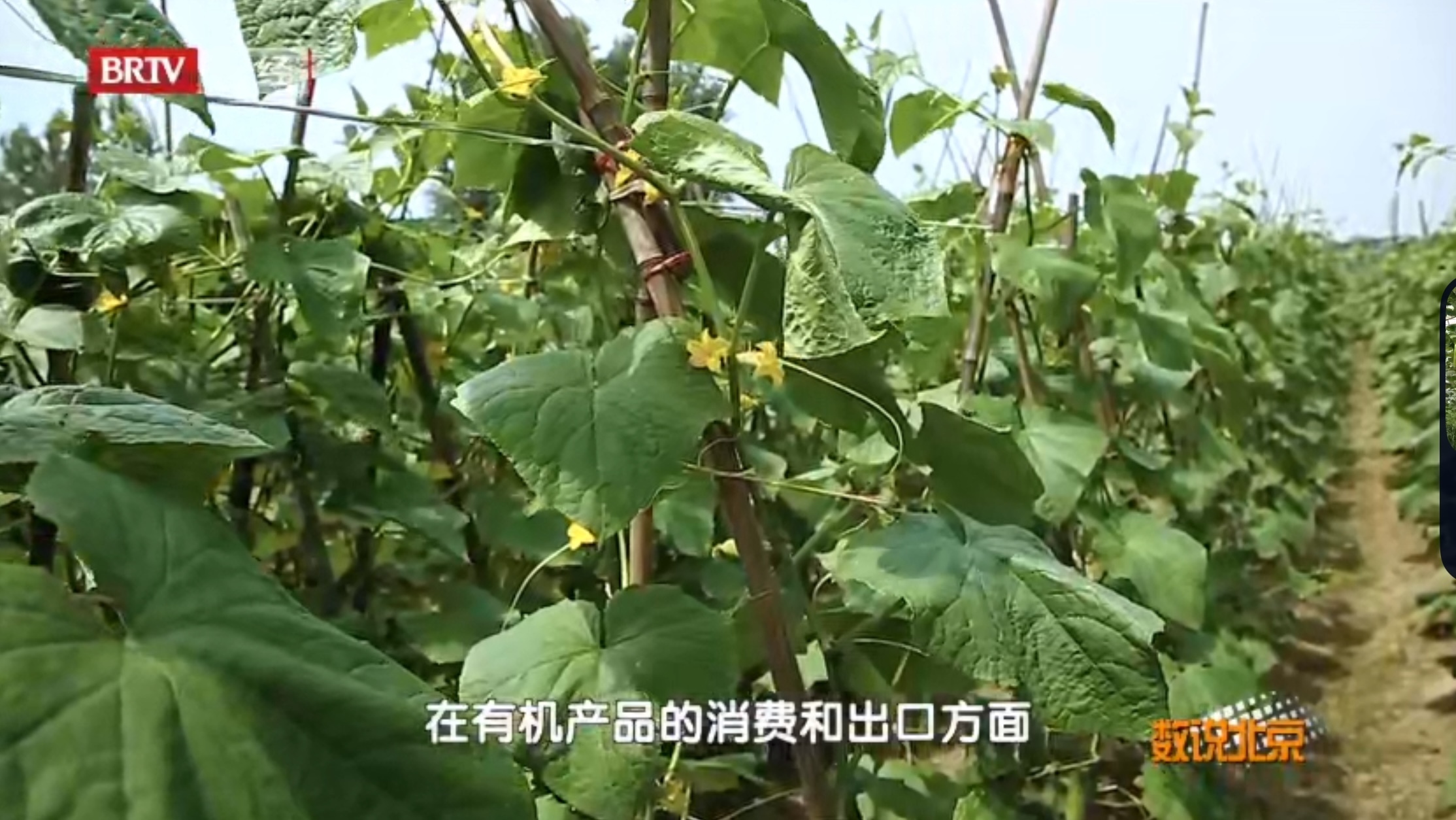 近些年我国有机产品一直保持强劲增长势头