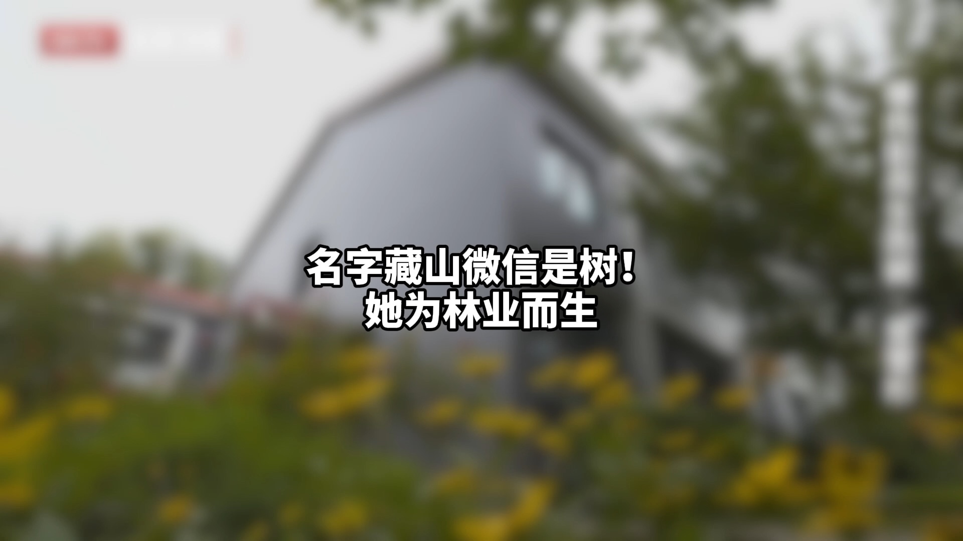 名字藏山微信是树！她为林业而生