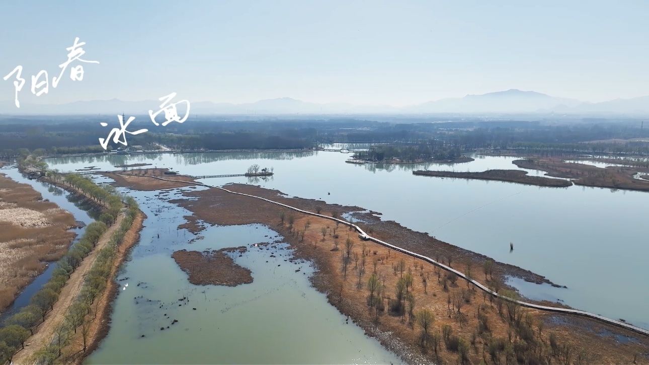 春江水暖鸭先知! 野鸭湖迎来了早春的气息