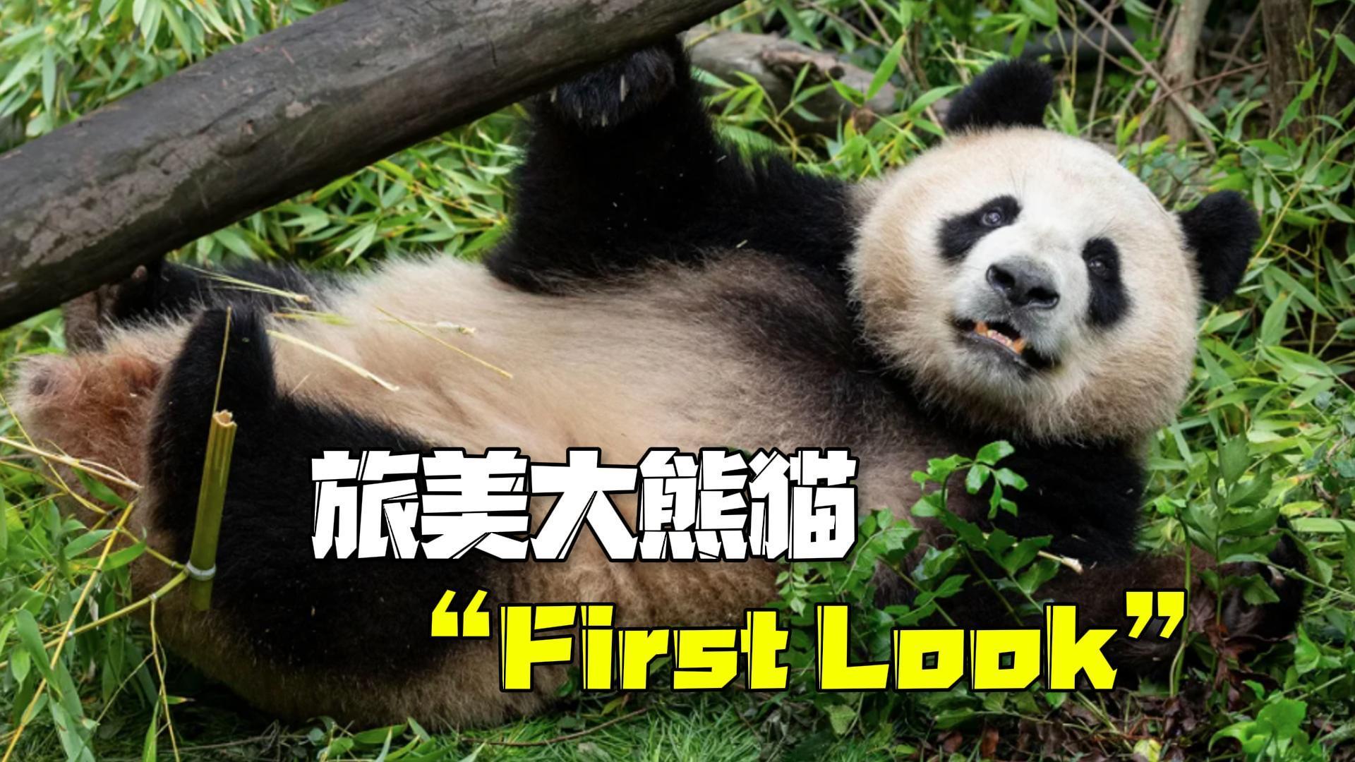 旅美大熊猫“First Look”:“云川”喜欢爬树,“鑫宝”喜欢晒日光浴 旅美大熊猫“First Look”:“云川”喜欢爬树,“鑫宝”喜欢晒日光浴