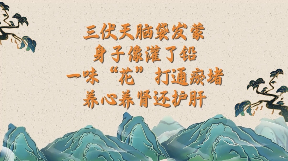 三伏天脑袋发蒙、身子像灌了铅?一味“花”打通瘀堵,养心养肾还护肝 三伏天脑袋发蒙、身子像灌了铅?一味“花”打通瘀堵,养心养肾还护肝