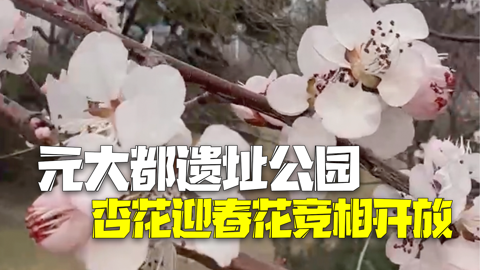 元大都遗址公园花开了 杏花和迎春花争奇斗艳