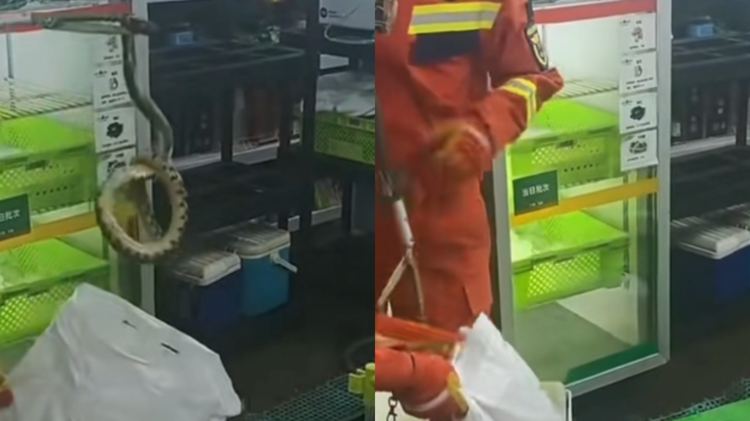 自然体验官有蛇“越狱”，昌平消防火速擒拿