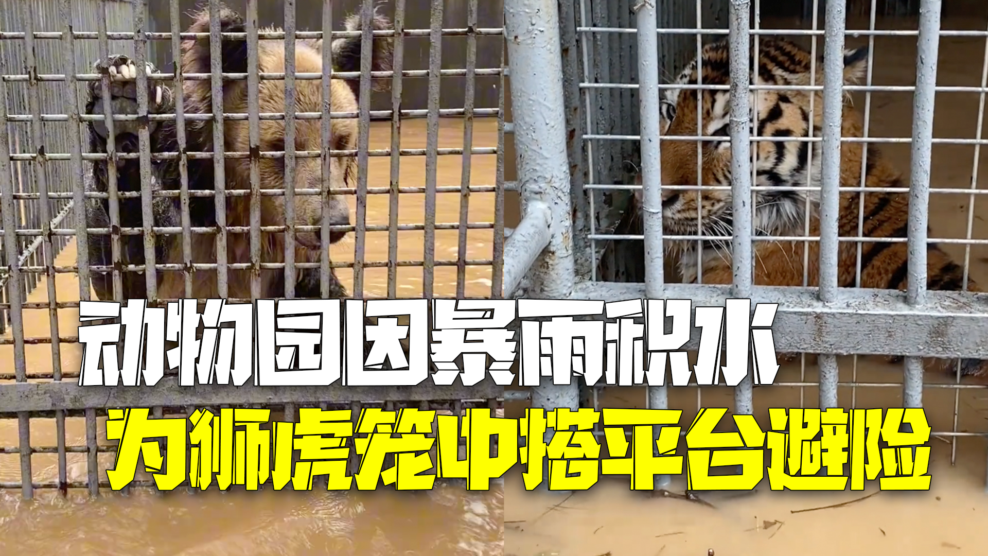 动物园回应因暴雨积水狮虎被困：已在笼中搭平台帮避险