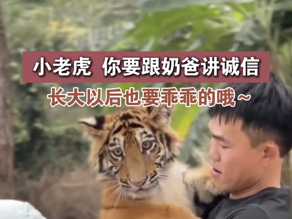 小老虎跟着奶爸讲诚信