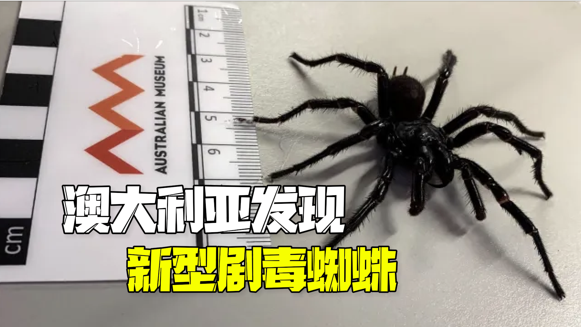 澳大利亚发现新型剧毒蜘蛛:绰号“大男孩”,长达9厘米 澳大利亚发现新型剧毒蜘蛛:绰号“大男孩”,长达9厘米