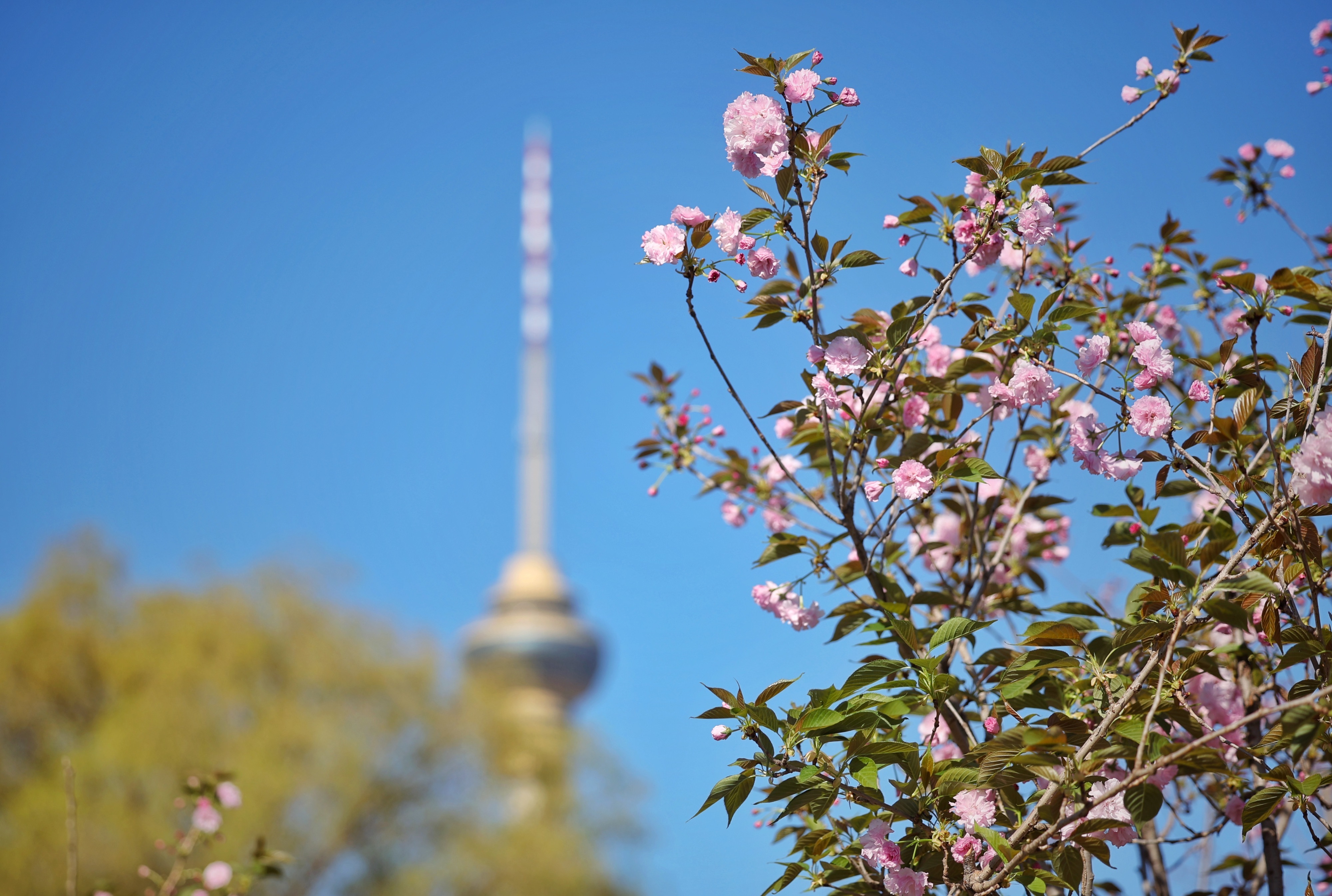 掉进春天里！“京城追春计划”全给您备好了
