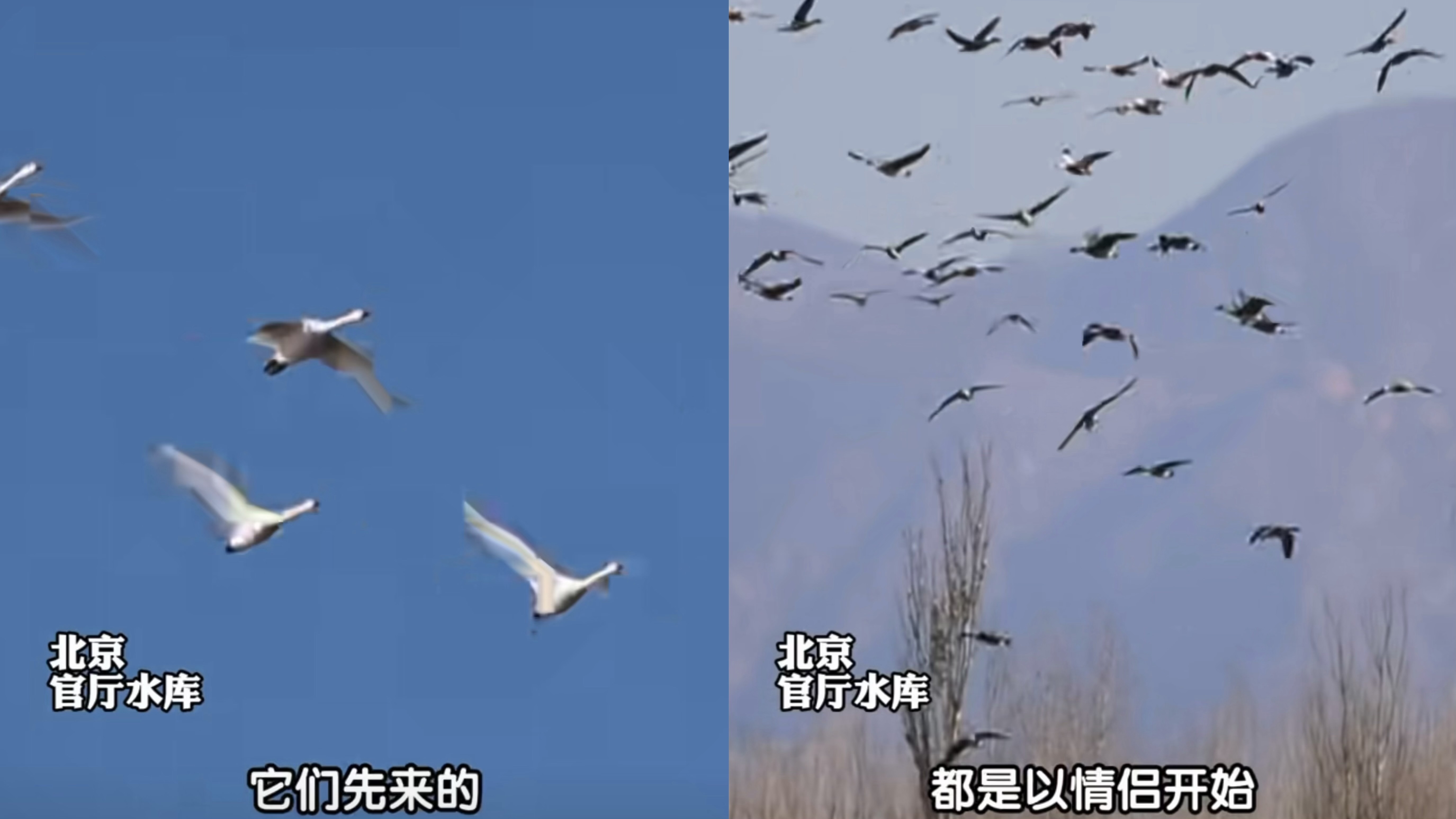 从成双入对到拉家带口,北京官厅水库的好生态太会“留鸟” 从成双入对到拉家带口,北京官厅水库的好生态太会“留鸟”