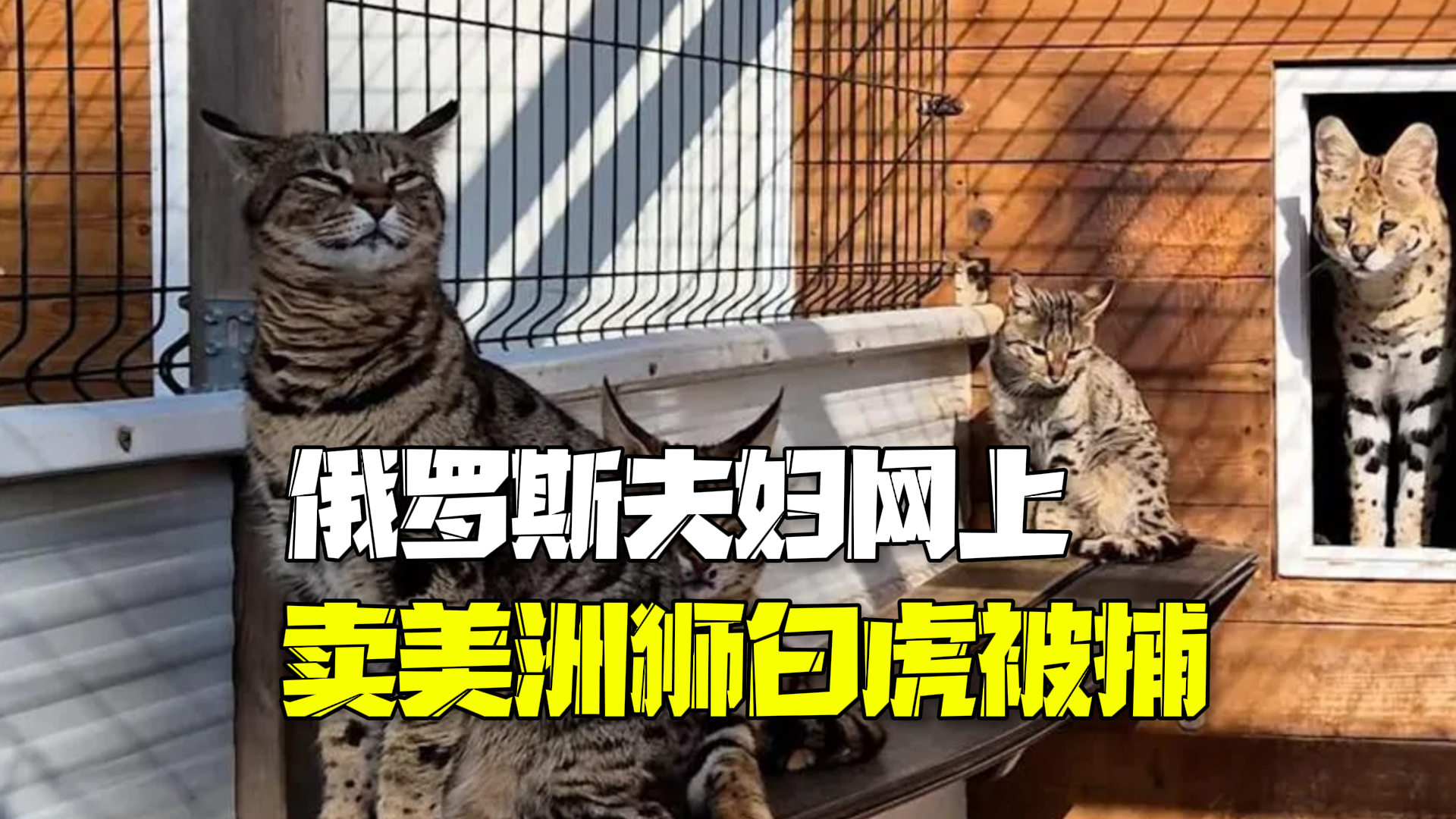 俄罗斯夫妇网上卖美洲狮被捕:一只野生云豹标价6万欧元 俄罗斯夫妇网上卖美洲狮被捕:一只野生云豹标价6万欧元