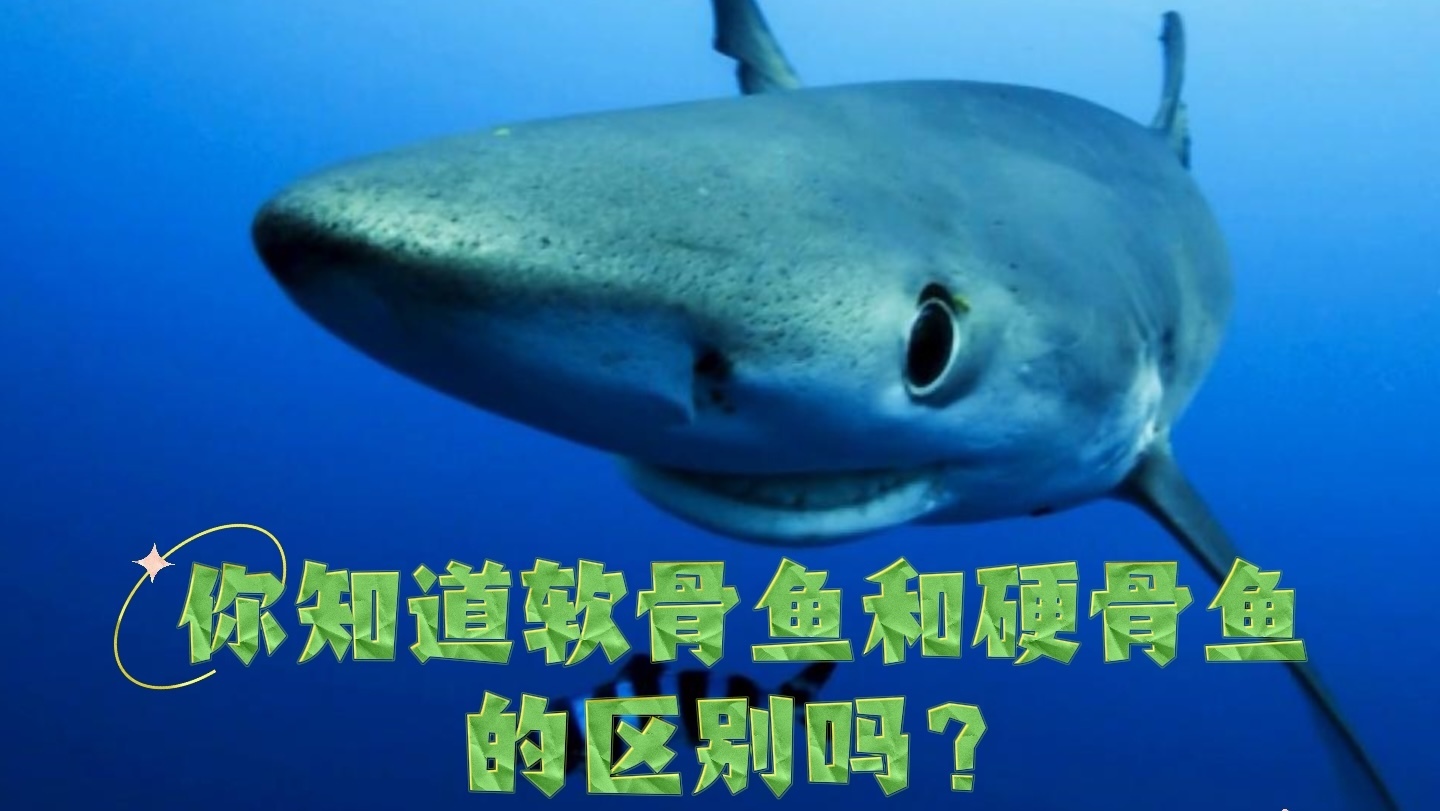 你知道软骨鱼和硬骨鱼的区别吗？