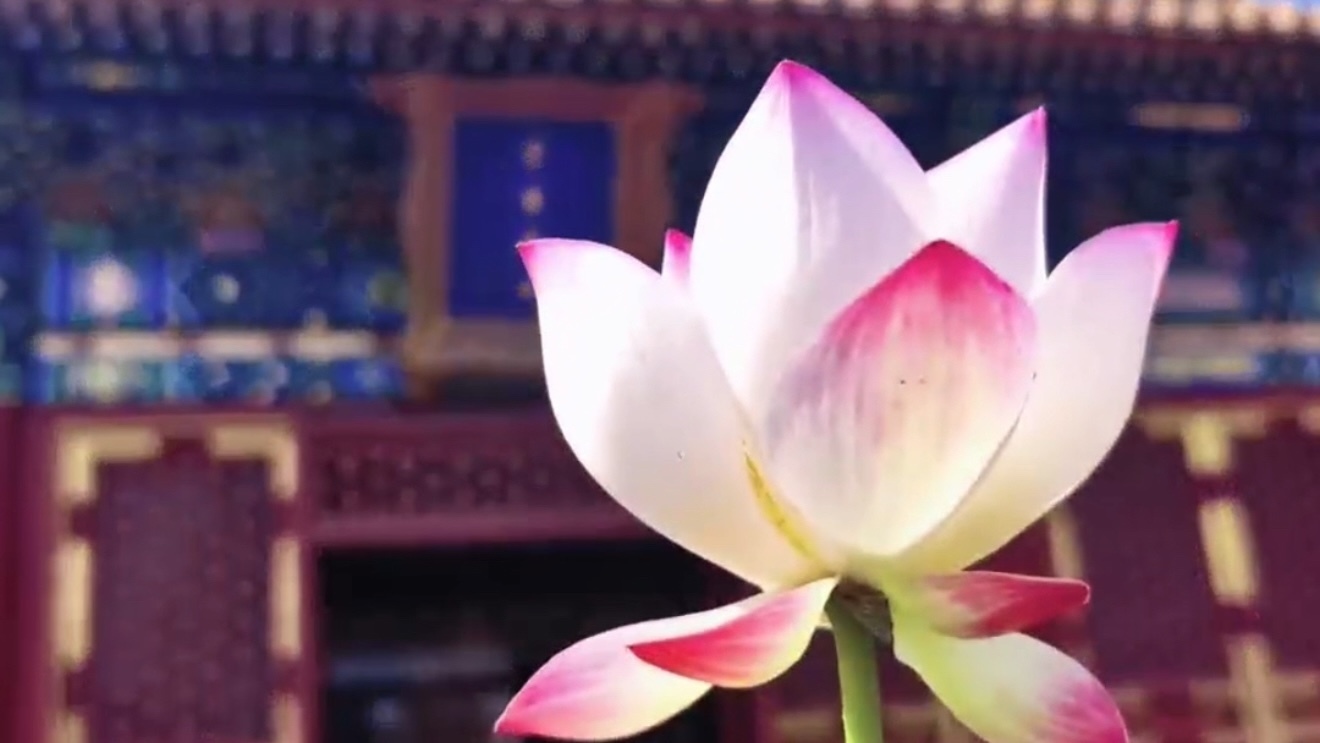 这么多荷花精品聚齐的阵势你见过吗？北海公园举办荷花party