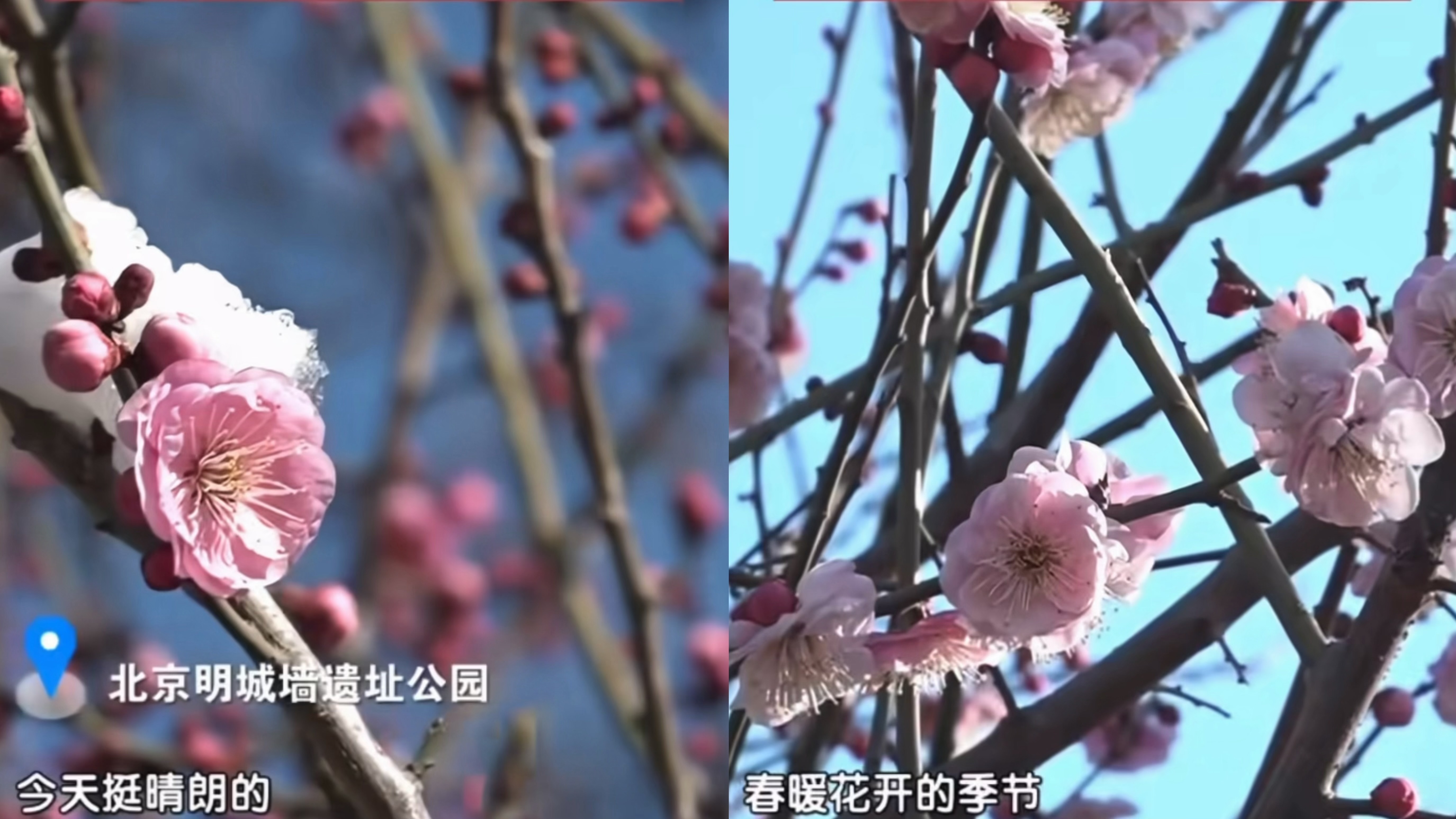 现在就能赏春花了？明城墙遗址公园第一波春梅率先绽放