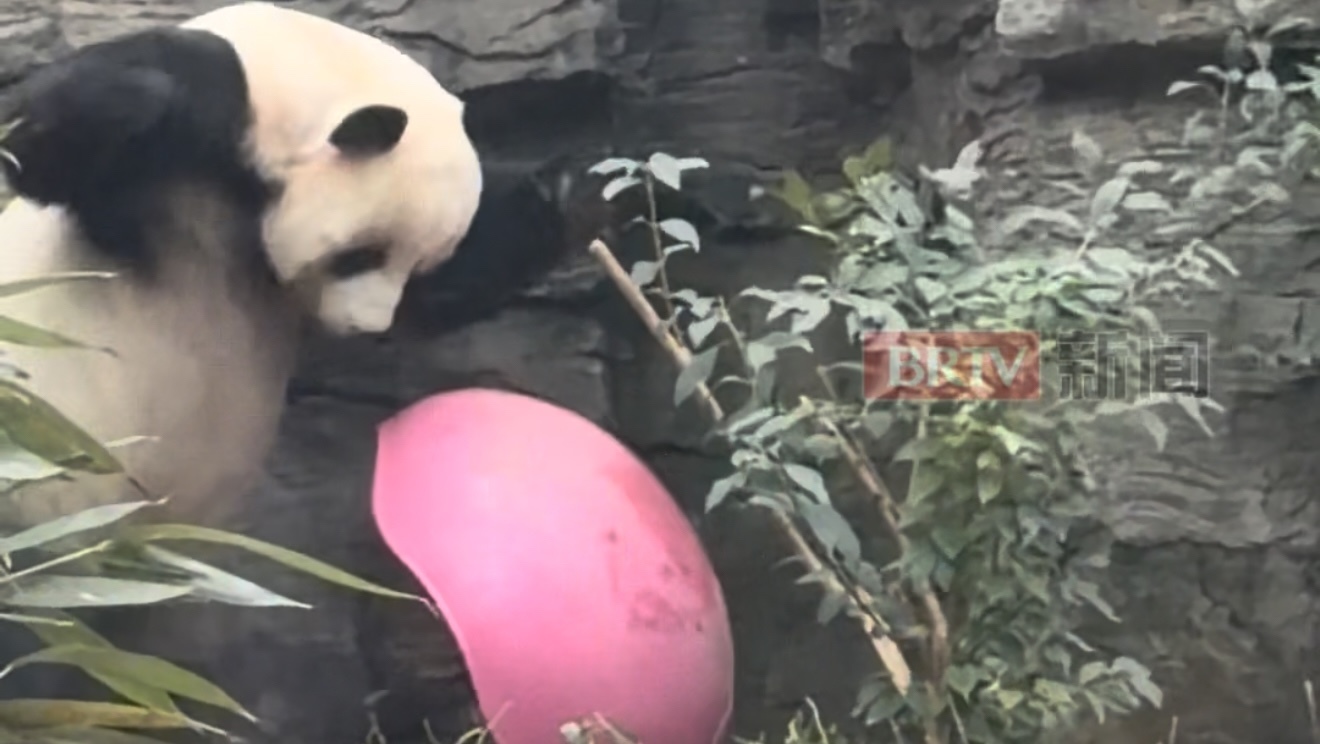 北京动物园大熊猫新晋网红“萌大”现场“卖萌”