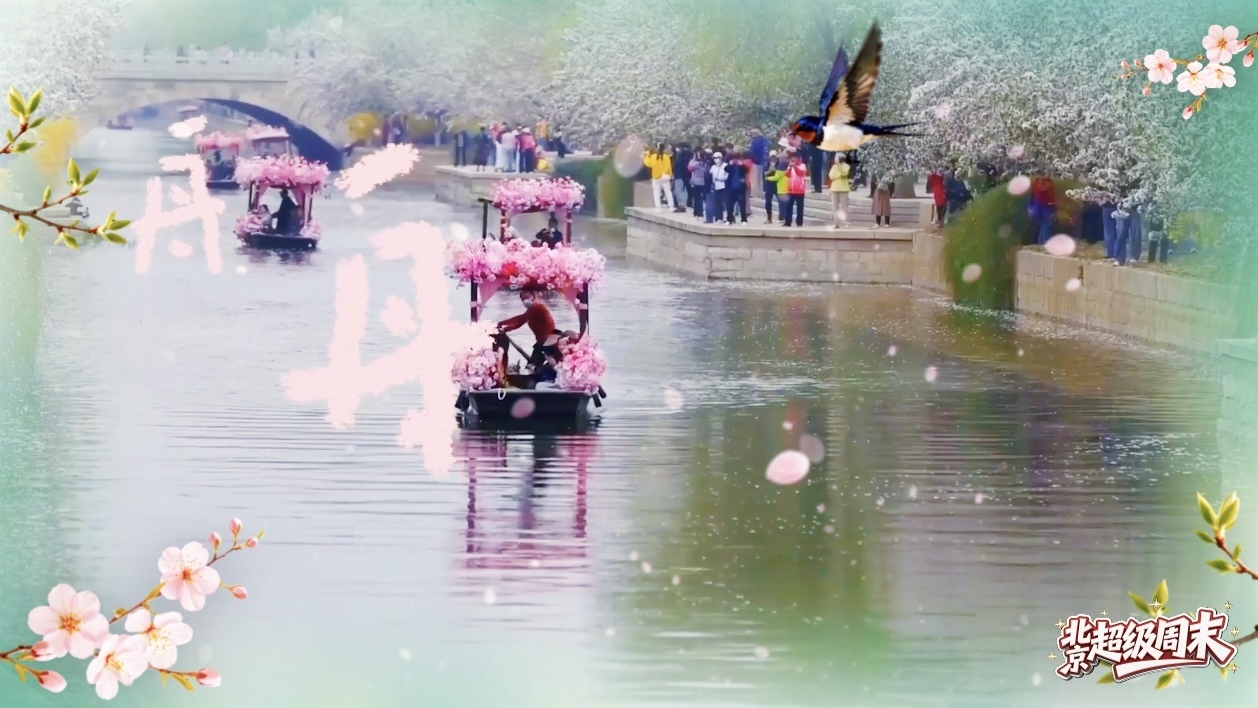 春日的北京美成啥样了！